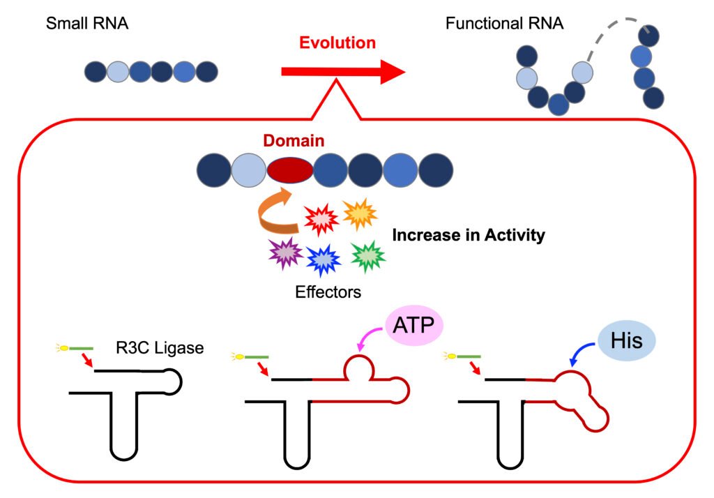 RNA’s Hidden Potential