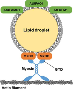In a new pioneering study published in Frontiers in Plant Science on 01 March 2024, Dr. Shimada and his research group showed that leaf LDs localized myosin